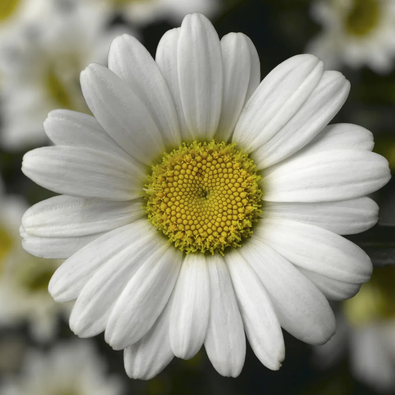 Leucanthemum maximum WESTERN STAR™ LEO ('Leuz0002') Kjempekrage WESTERN STAR™ LEO Ø17 cm