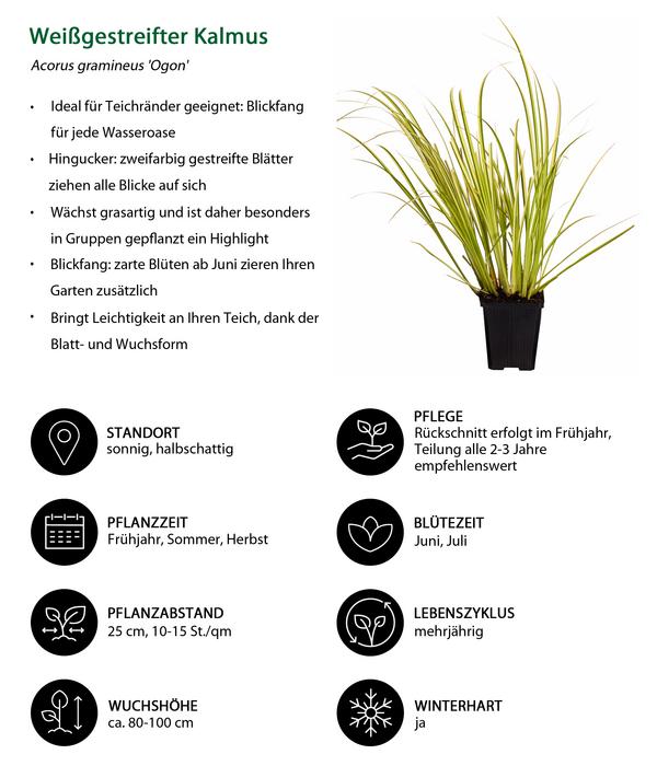 Weißgestreifter Kalmus 'Ogon'