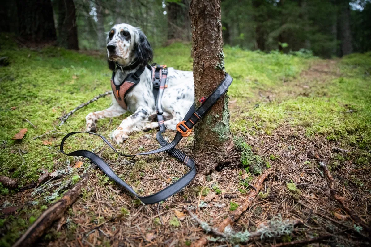 Non-stop Dogwear Touring Bungee Adjustable Gray