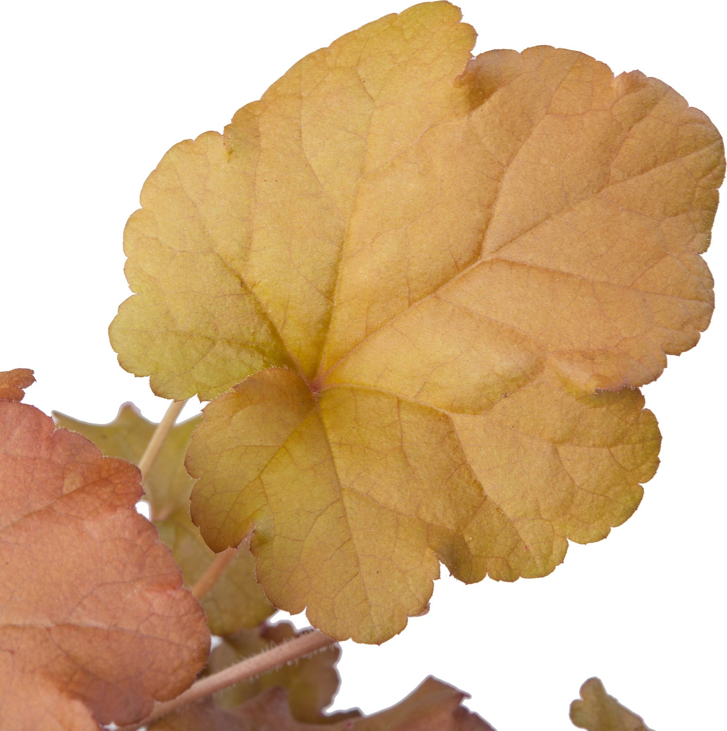Purperklokje (Heuchera 'Marmalade') D 15 H 25 cm