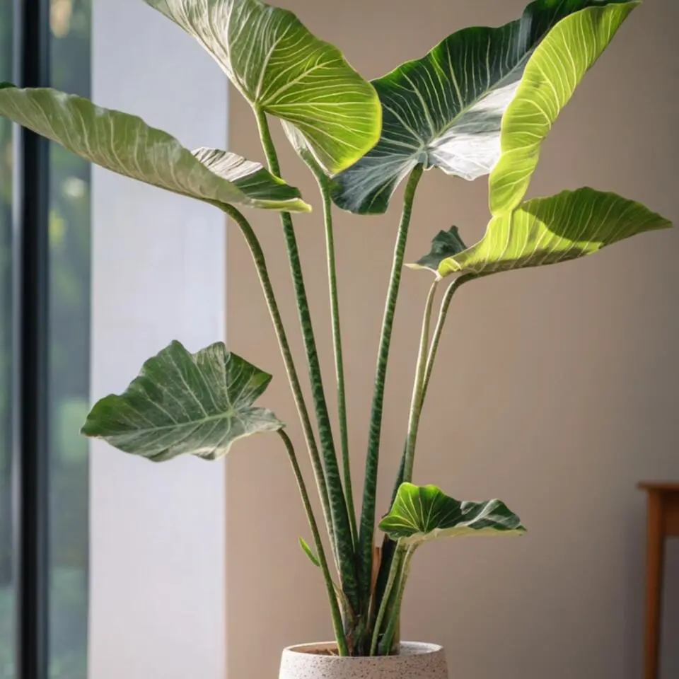 Olifantsoor - Alocasia 'Zebrina' - Hoogte 140-150cm - ⌀32cm