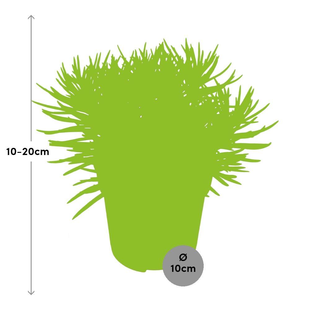 Plante d'intérieur - senecio himalaya 15.0cm
