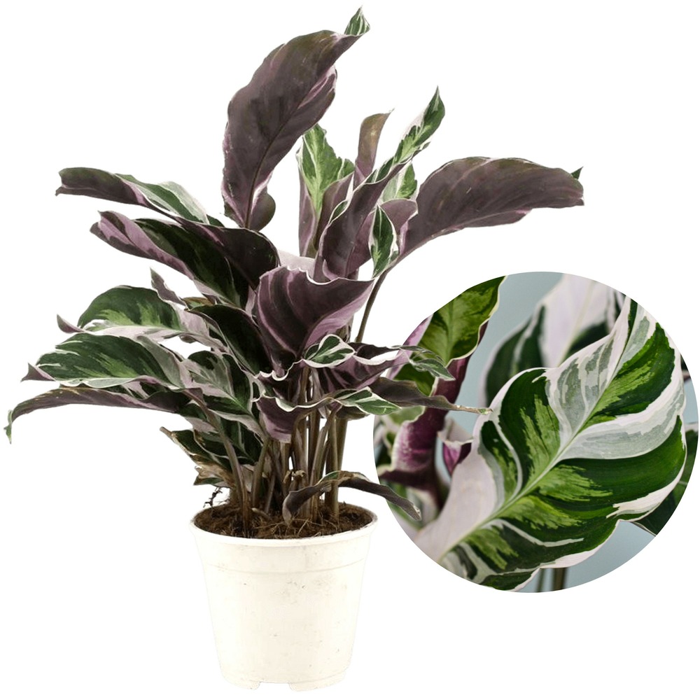 Calathea fusion white - purificateur d'air - pot 14cm - hauteur 30-40cm