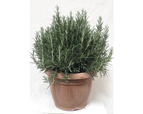 Rozemarijn FloraSelf Rosmarinus officinalis Ø 25 cm pot