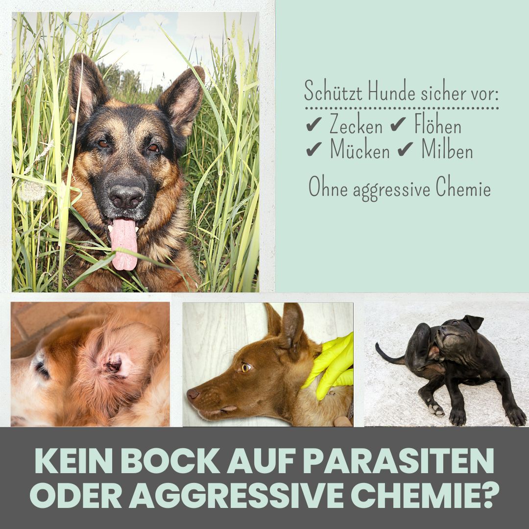 noms+ Zpot-on für Hunde gegen Zecken [Jahresvorrat], Flöhe, Milben & Mücken