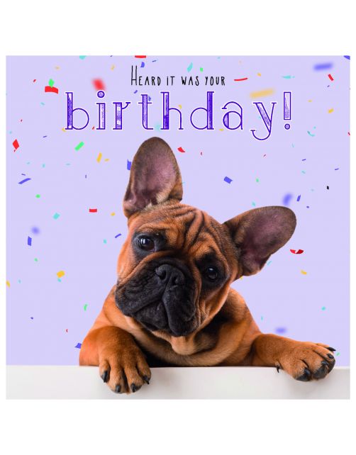 Plenty Gifts Kaart Frenchie Birthday - Cadeau - 13.7x13.7 cm