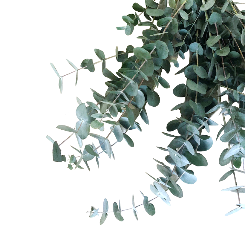 Bundel eucalyptus Maya