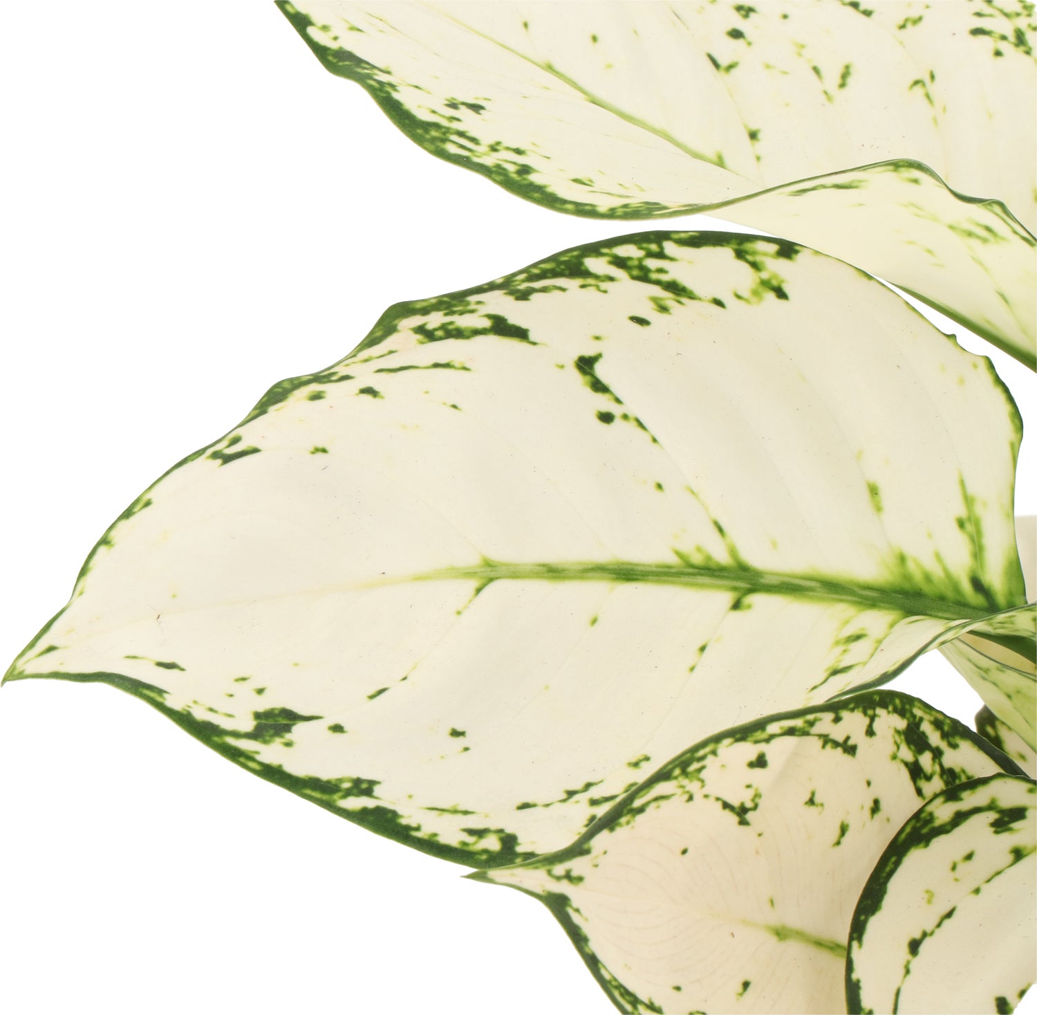 Aglaonema (Aglaonema 'White Joy') D 12 H 35 cm