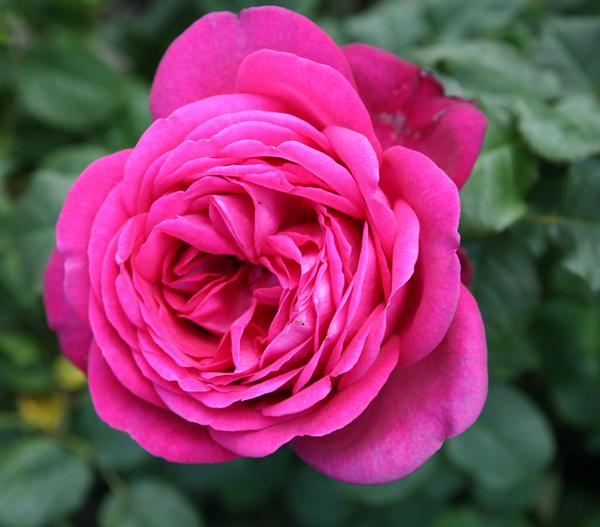 Edelrose 'J.W.v. Goethe Rose®'