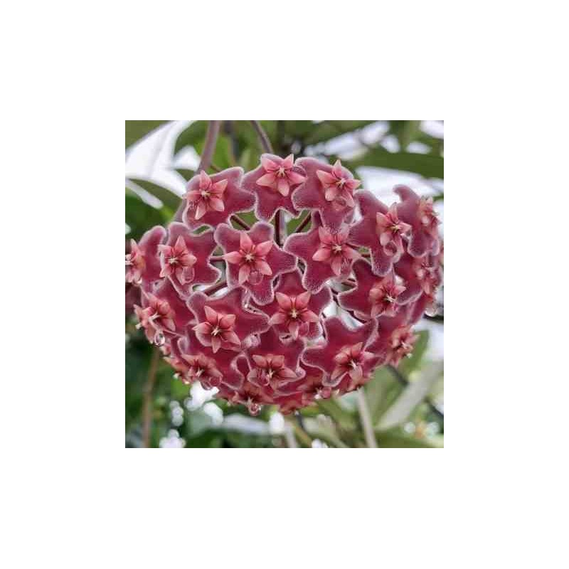 Hoya pubicalyx (fleur de porcelaine, fleur de cire) rose - taille pot de 2 litres - 20/40 cm
