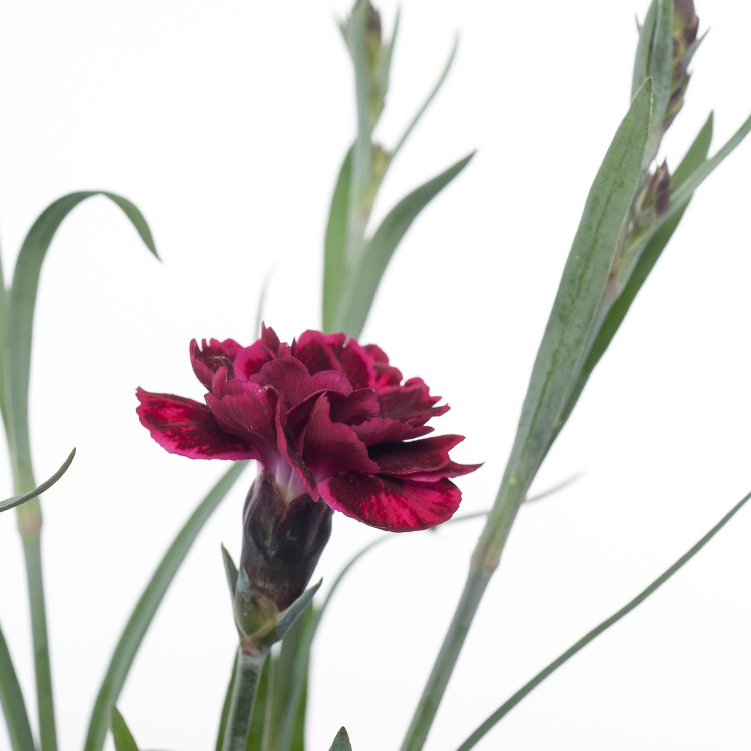 Anjer (Dianthus 'Odessa Red') D 11 H 20 cm