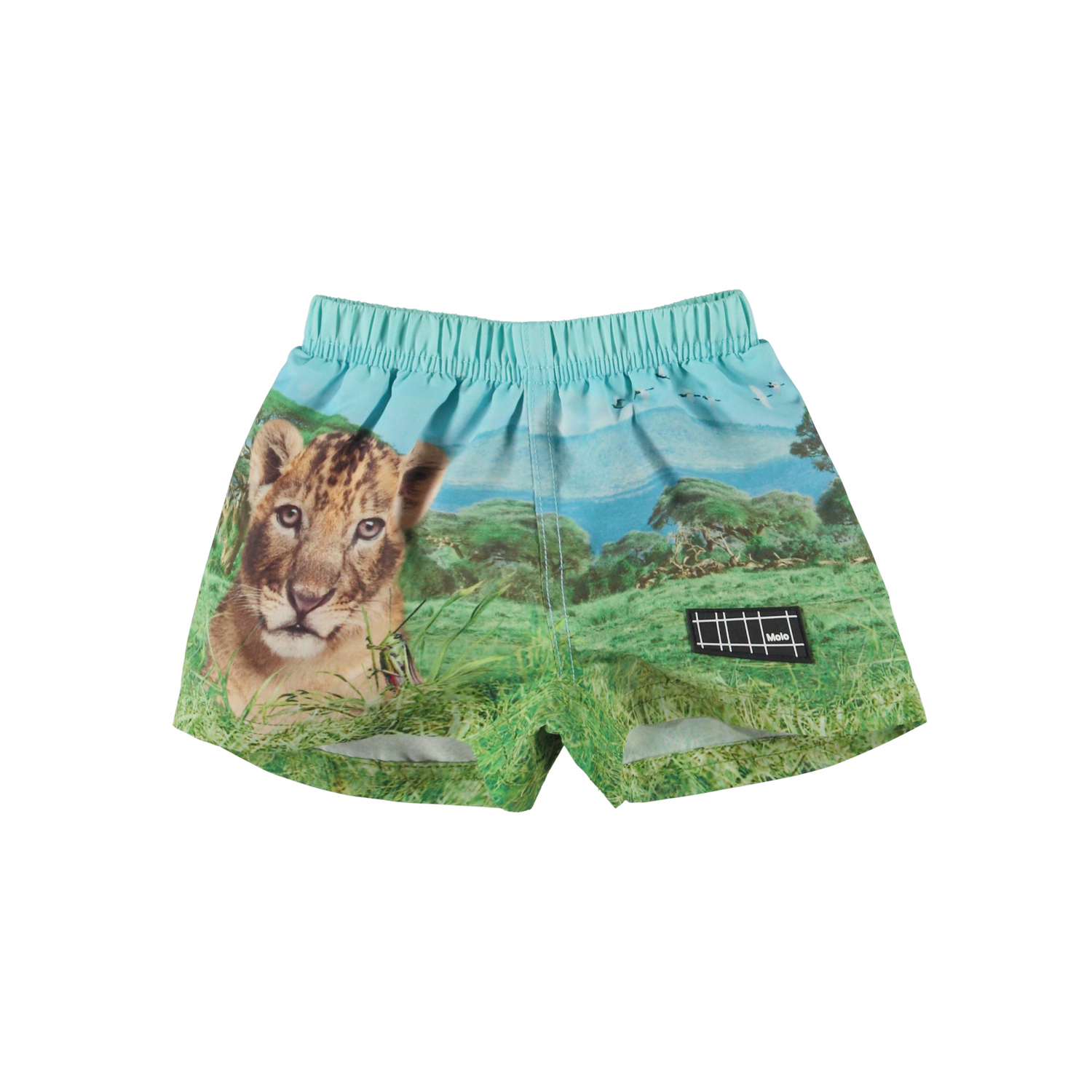 Newton - Lion Cub