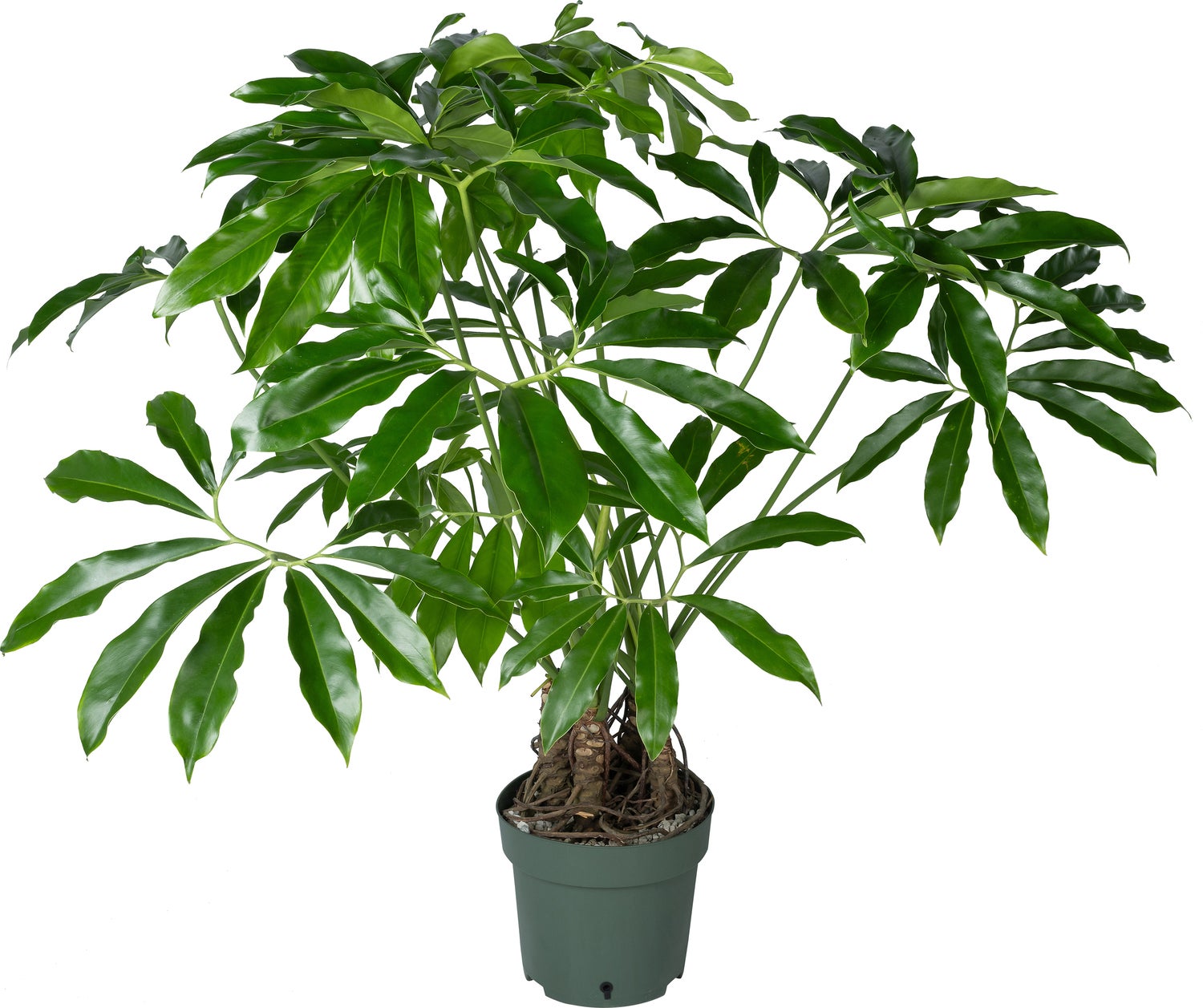 Philodendron op stam (Philodendron 'Fun Bun') D 30 H 130 cm