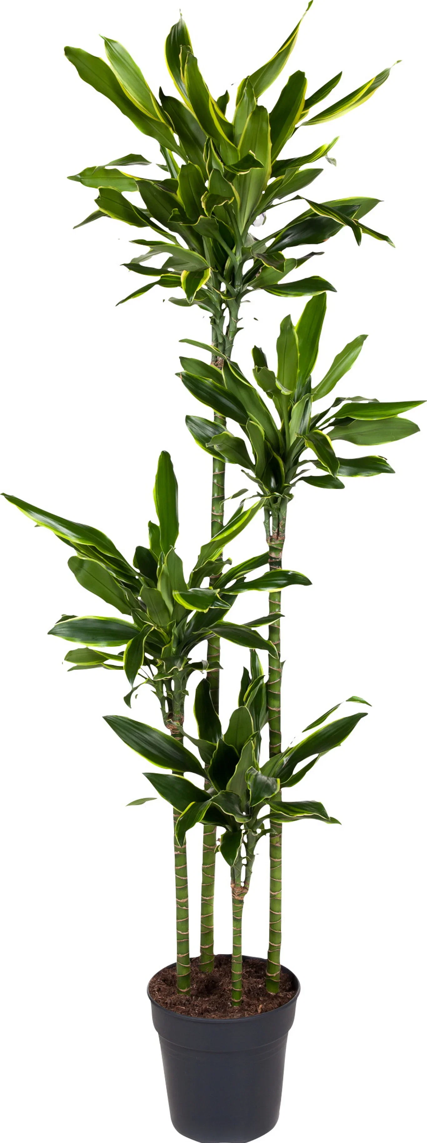 Dracaena fragrans Dracaena Høyde 180 cm