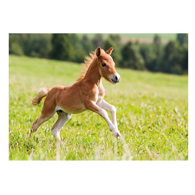 Ansichtkaart Galop