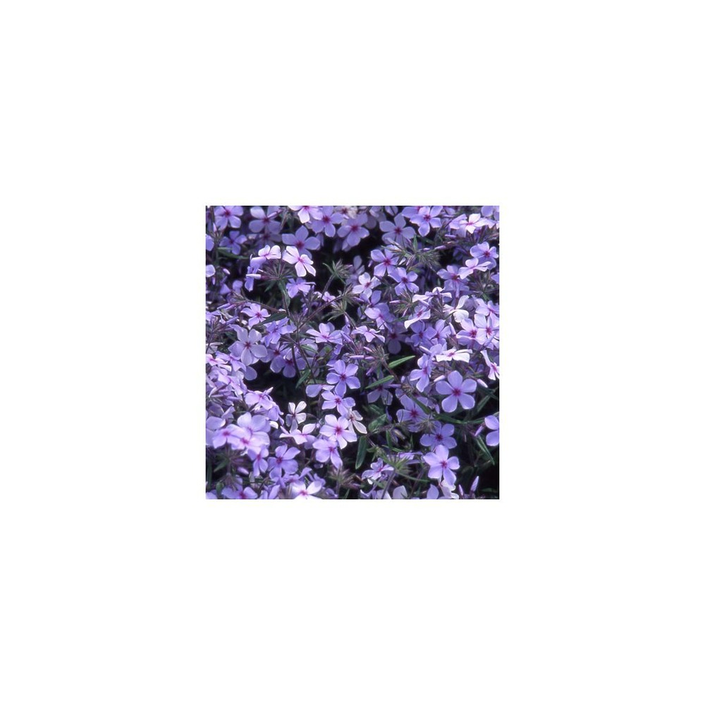 Phlox divariqué chattahoochee/phlox divaricata chattahoochee[-]godet