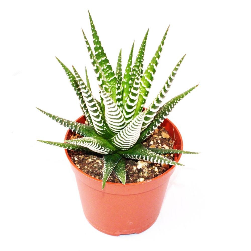 Haworthia fasciata 