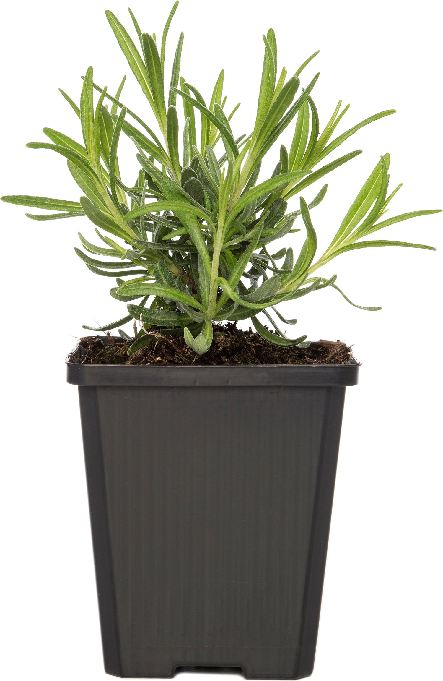 Lavendel (Lavandula angustifolia 'Dwarf Blue') D 9 H 10 cm