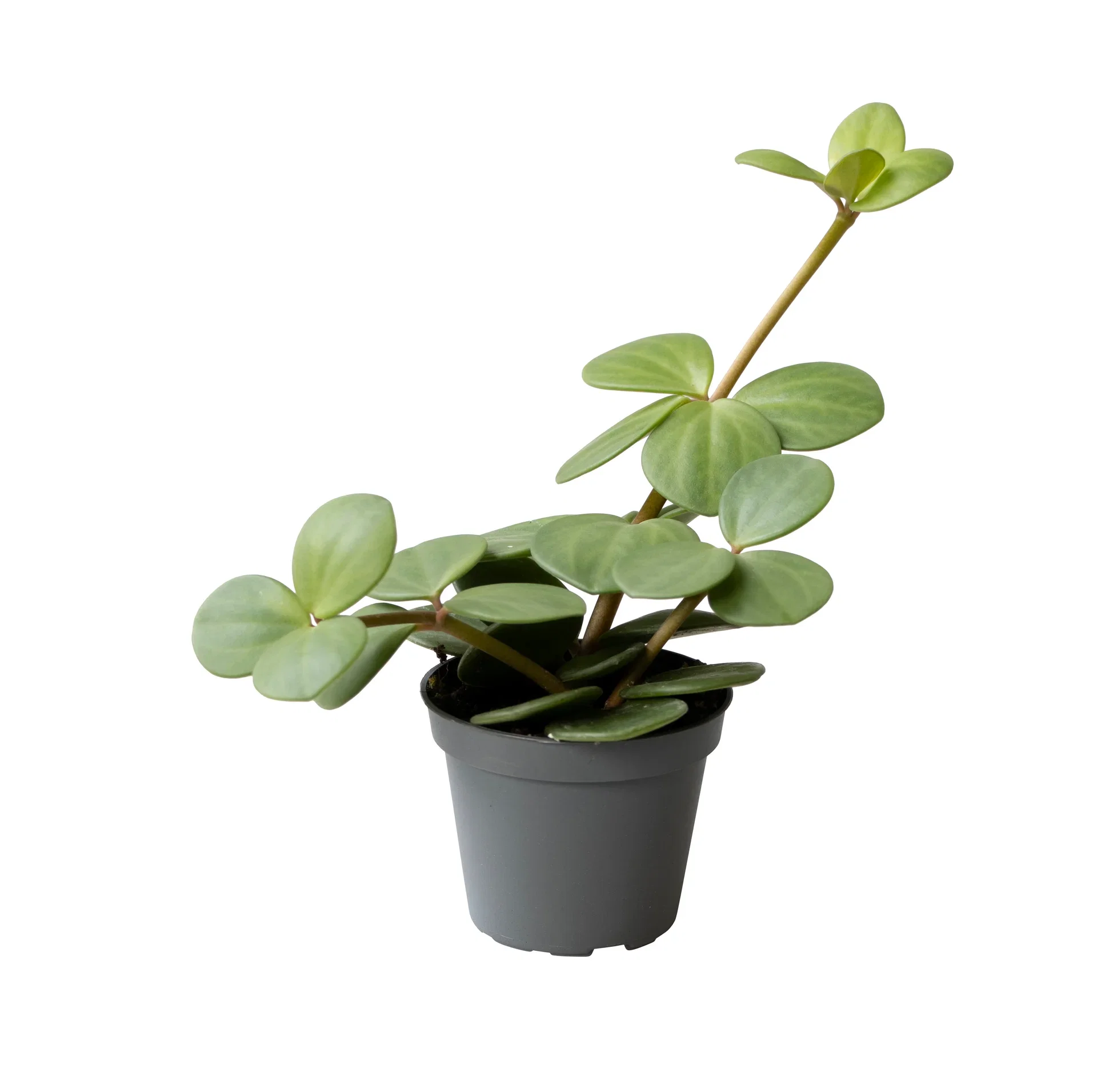 Peperomia Peperomia mini mix Høyde 10 cm