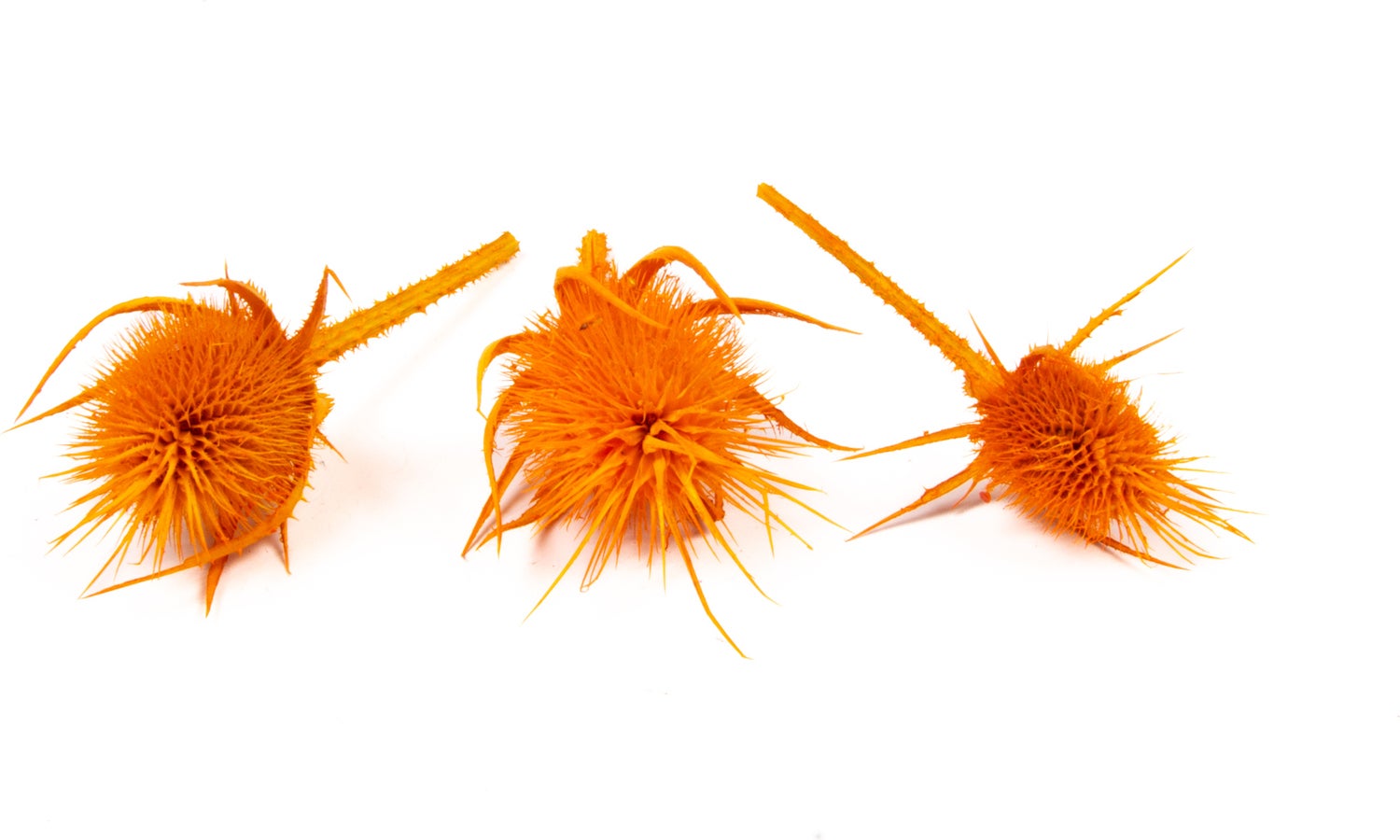 Droogbloemen Chardon oranje 81 x 30 x 23 cm 10 stuks