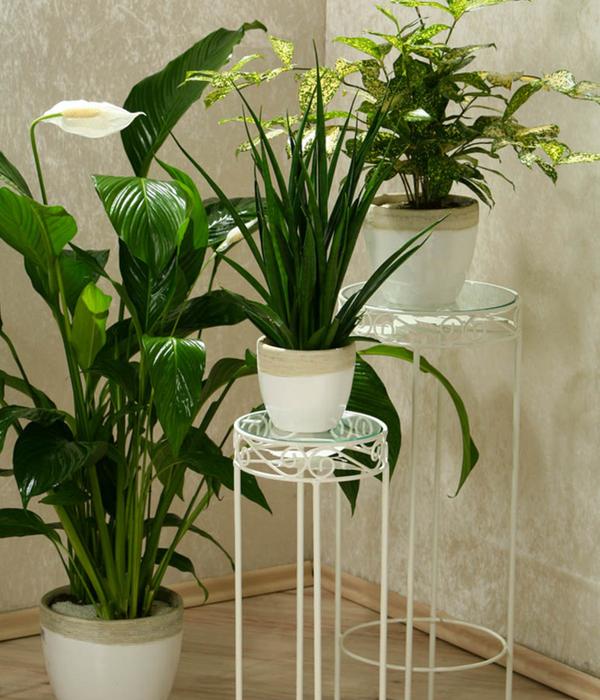 Einblatt - Spathiphyllum wallisii 'Silvana'