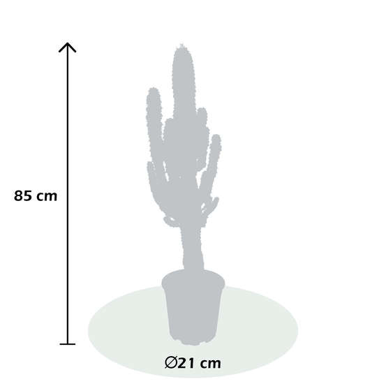 Euphorbia eritrea ramifié - pot D21cm