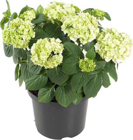 Hortensia (Hydrangea macrophylla) wit D 29 H 60 cm