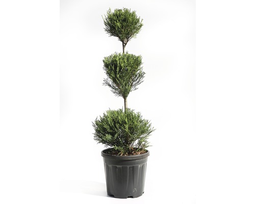 Leylandcipres 3 bol FloraSelf Cupressocyparis leylandii 'Pyramidalis' H 60-80 cm Co 10 L