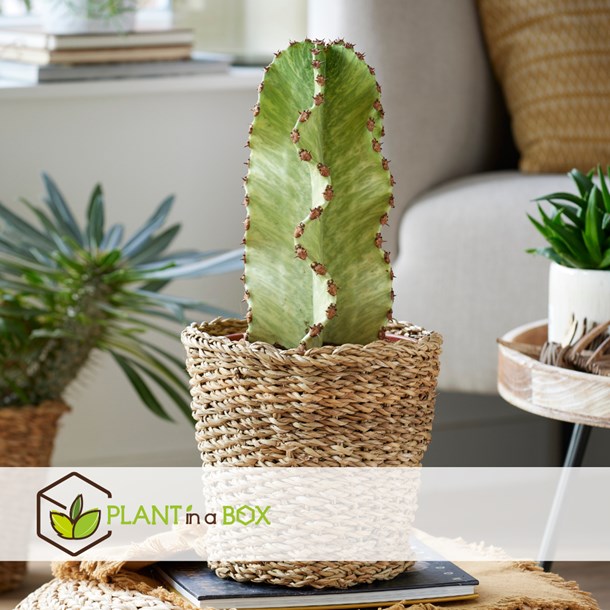 Euphorbia ingens