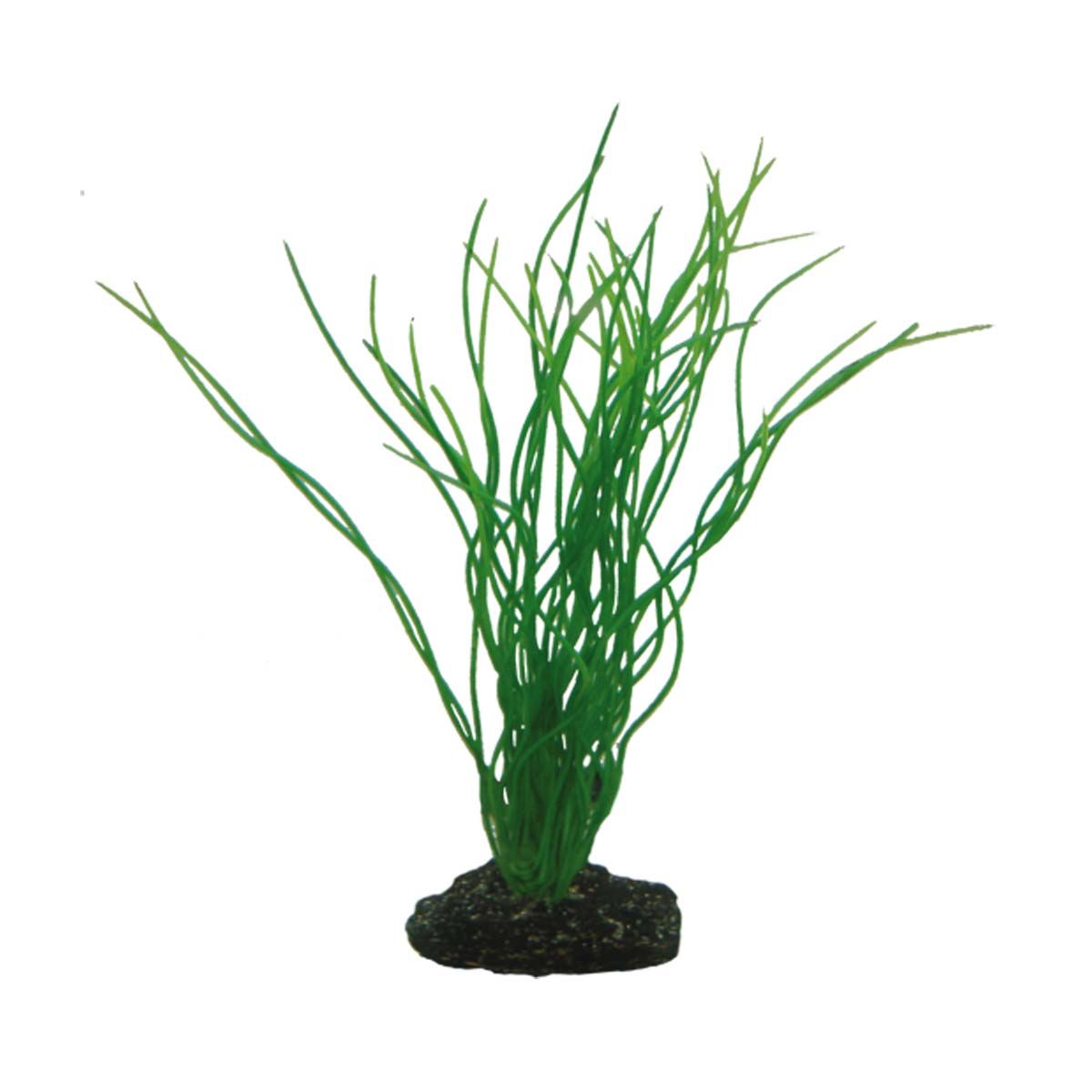 Hobby Sagittaria