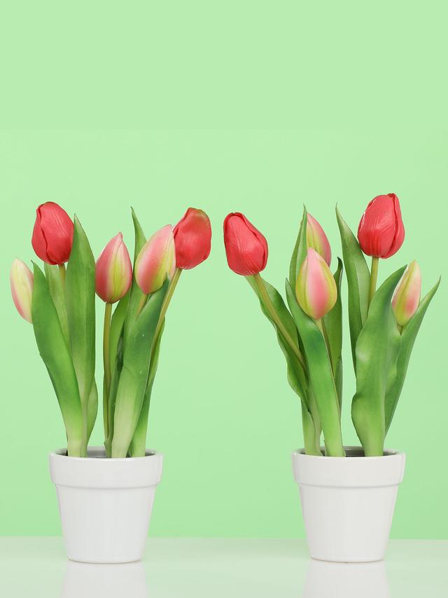 5 Tulpen im Keramiktopf, 2er Set
