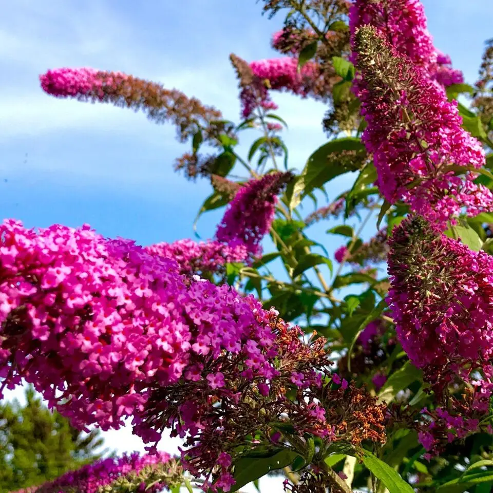 Vlinderstruik - Set van 3 - Buddleja davidii - Hoogte 25-40cm - ⌀9cm
