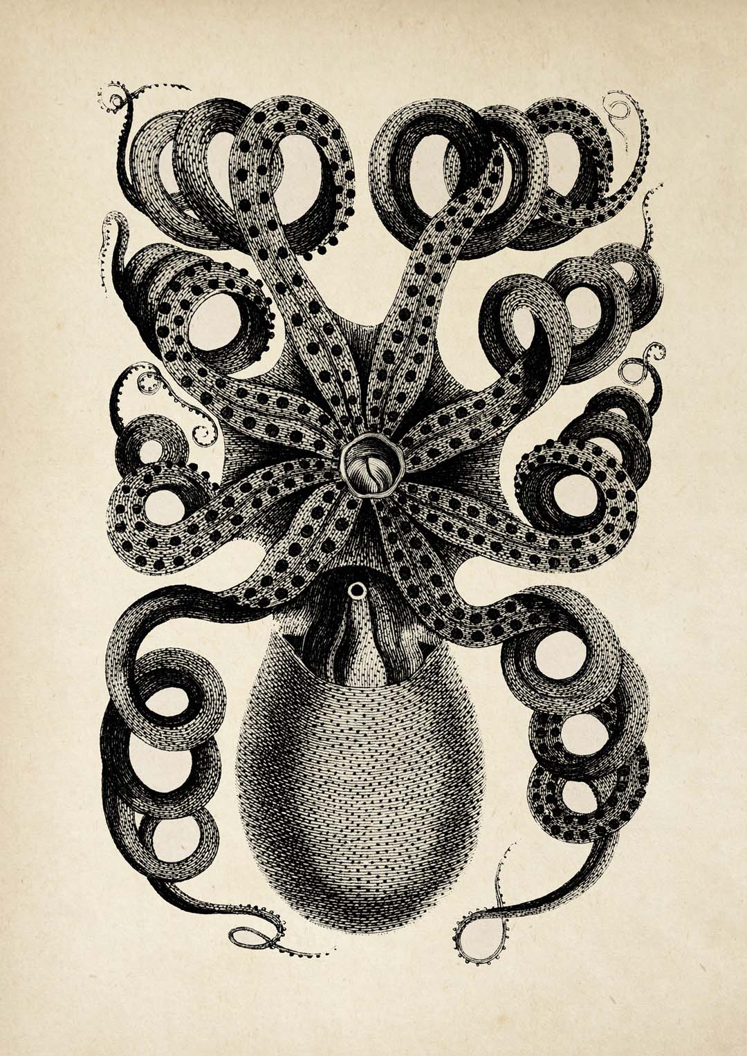 Antiker Oktopus I