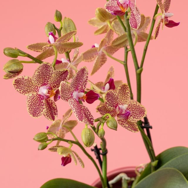 Planten giftset | Orchidee