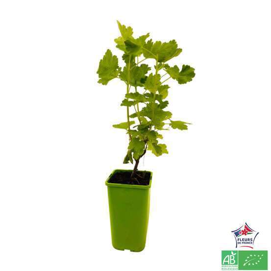 Caseille 'Josta' bio : pot de 1,5 litres