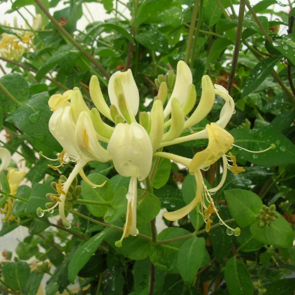 Chèvrefeuille periclymenum scentsation®/lonicera periclymenum scentsation®[-]godet - 5/10 cm