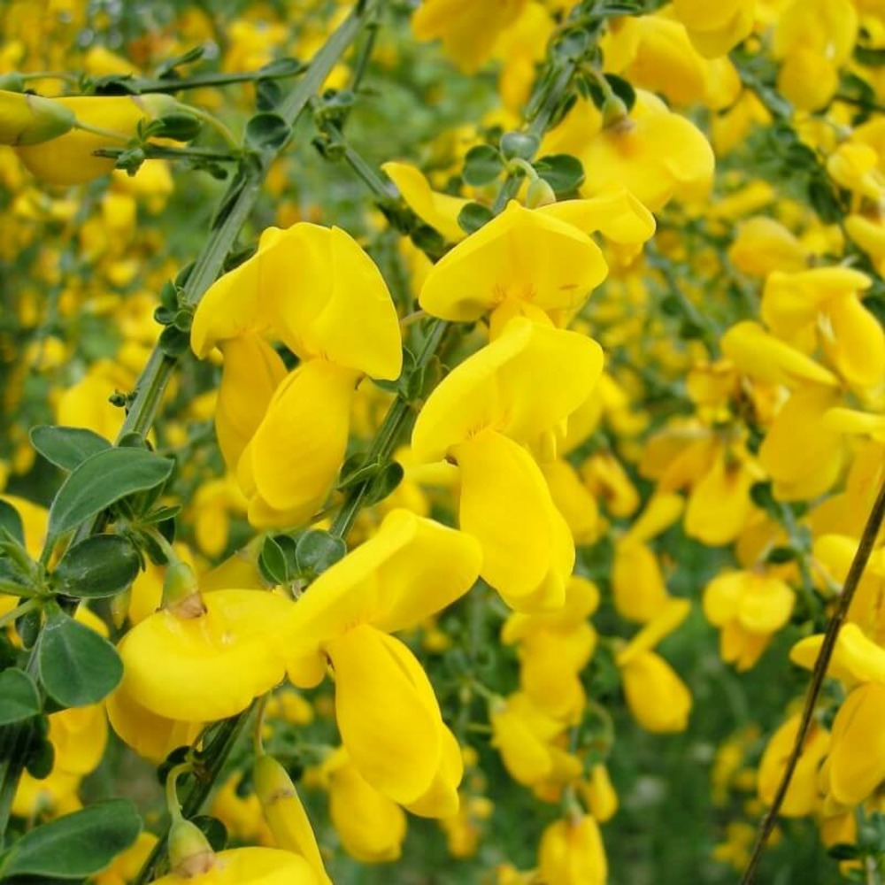 Genêt à balais (cytisus scoparius) - godet - taille 30/50cm