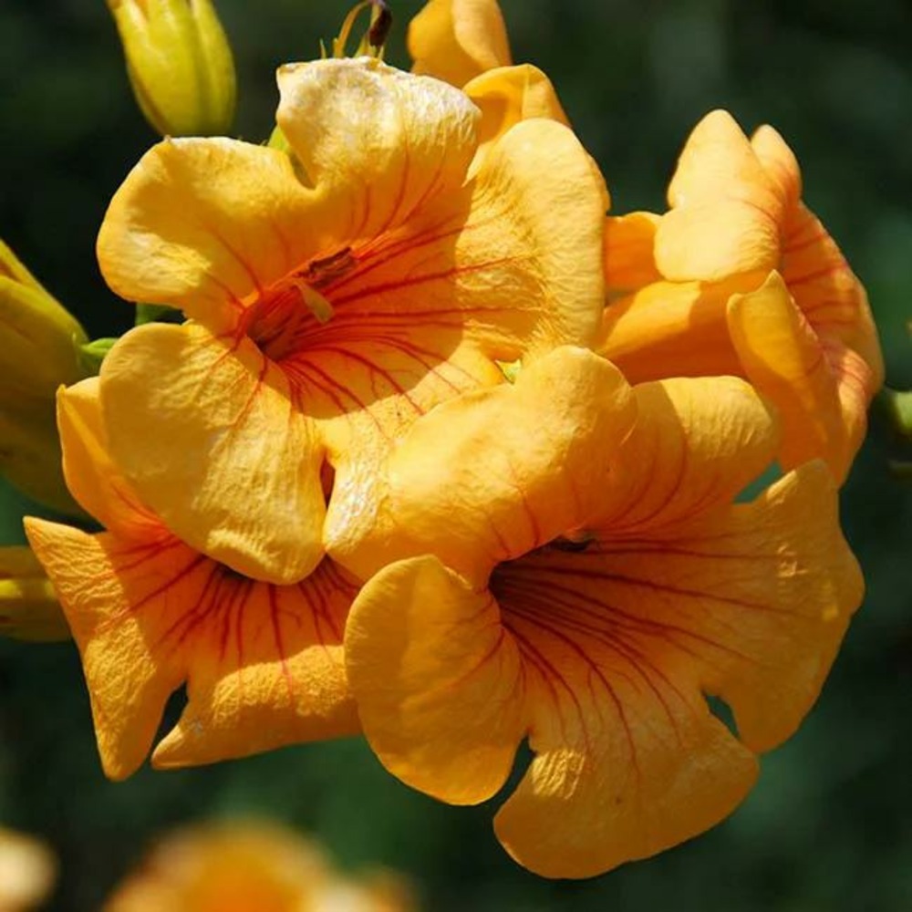 Bignone summer jazz® gold - campsis tagliabuana 3l