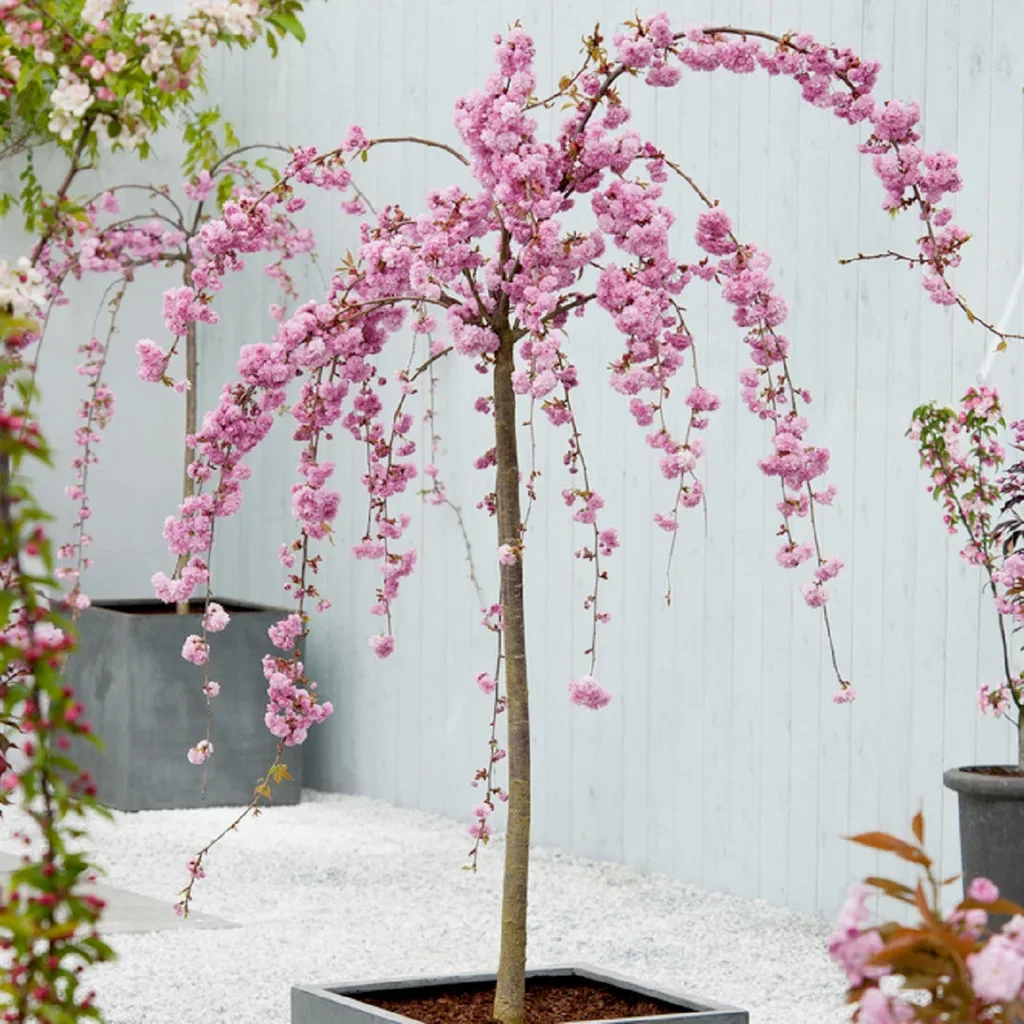 Prunus (Sato-zakura-Group) 'Kiku-shidare-zakura' Japansk hengekirsebær 'Kiku-shidare-zakura' på stamme Høyde 175-200 cm