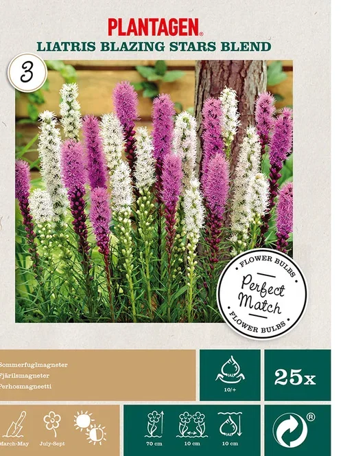 Plantagen Akssøyleblomst Miks ‘Blazing Stars’ 25 pk