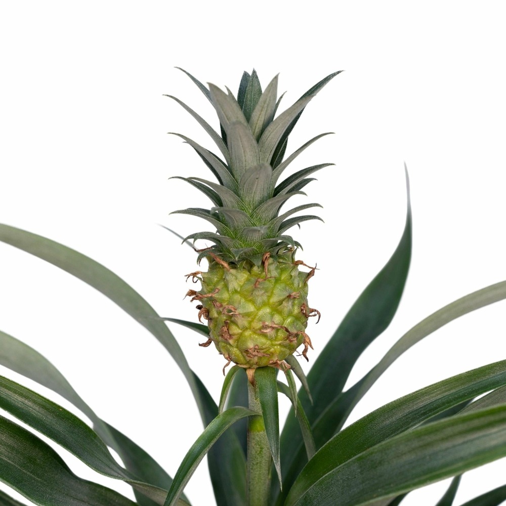 Plante d'intérieur - bromelia ananas 30.0cm