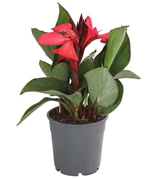 Indisches Blumenrohr, verschiedene Sorten