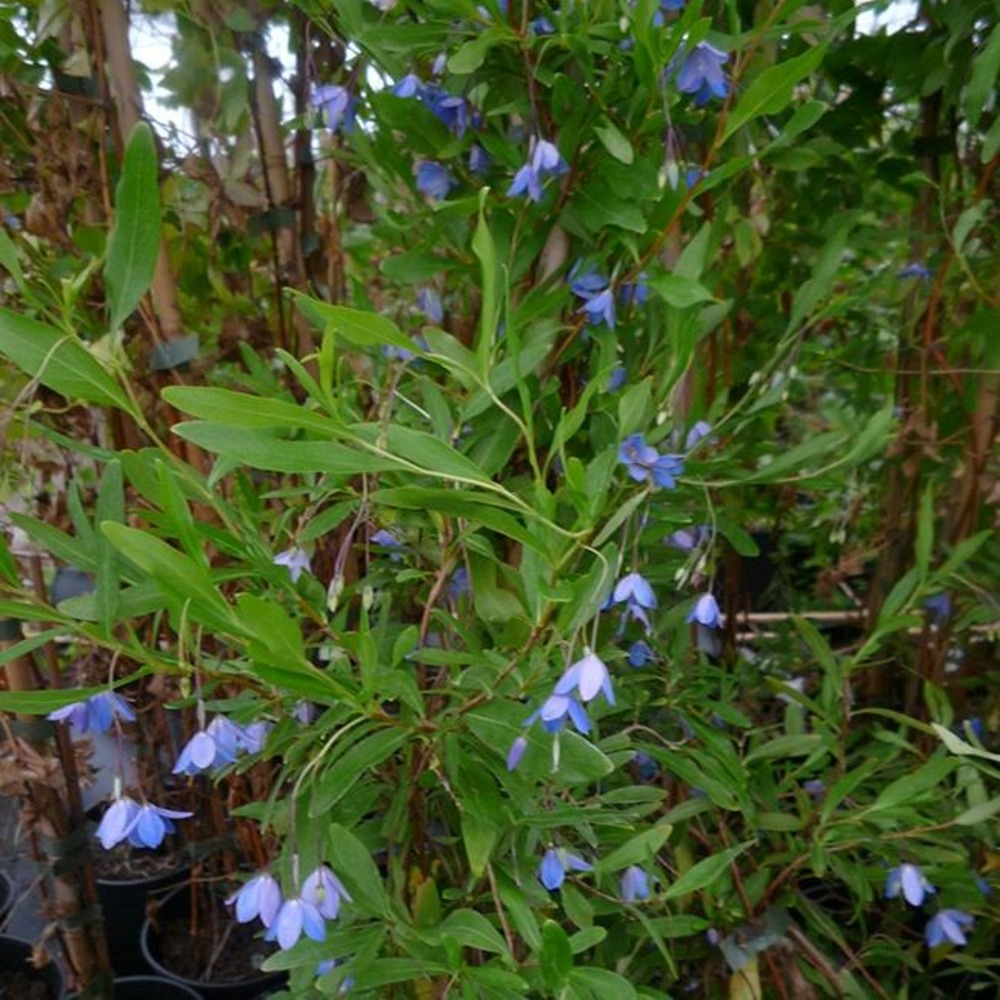 Sollya heterophylla - sollya heterophylla 3l