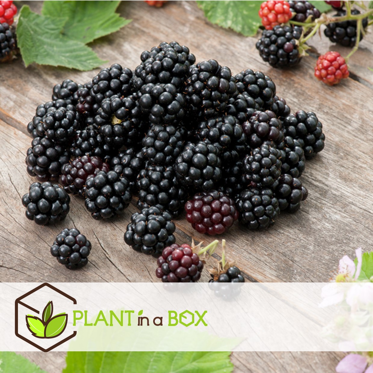 Berry mix - mélange de 8 - plantes de jardin - pot 9cm - hauteur 25-40cm