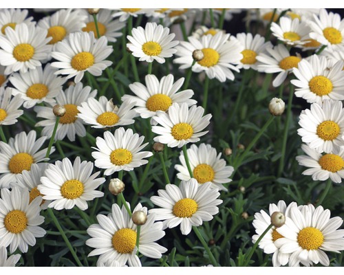 Struikmargriet FloraSelf Chrysanthemum frutescens Ø 14 cm pot