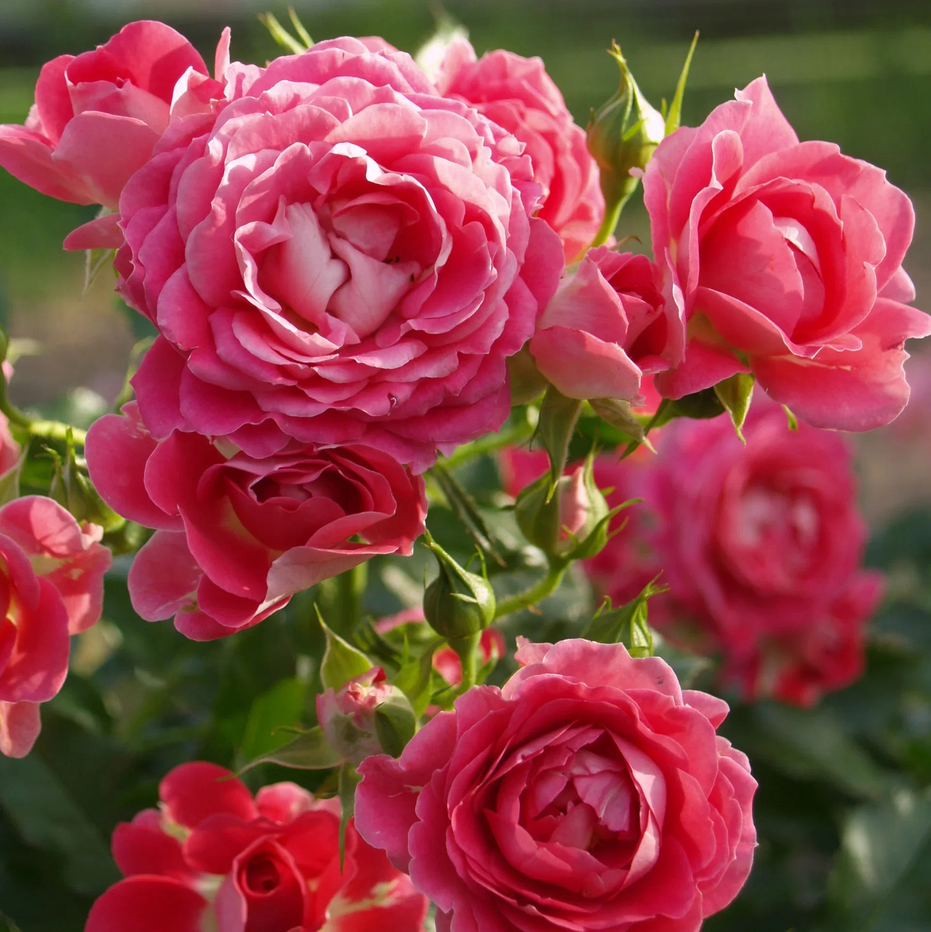 Rosa Terrace Pink 4L Terrasserose rosa Ø21 cm