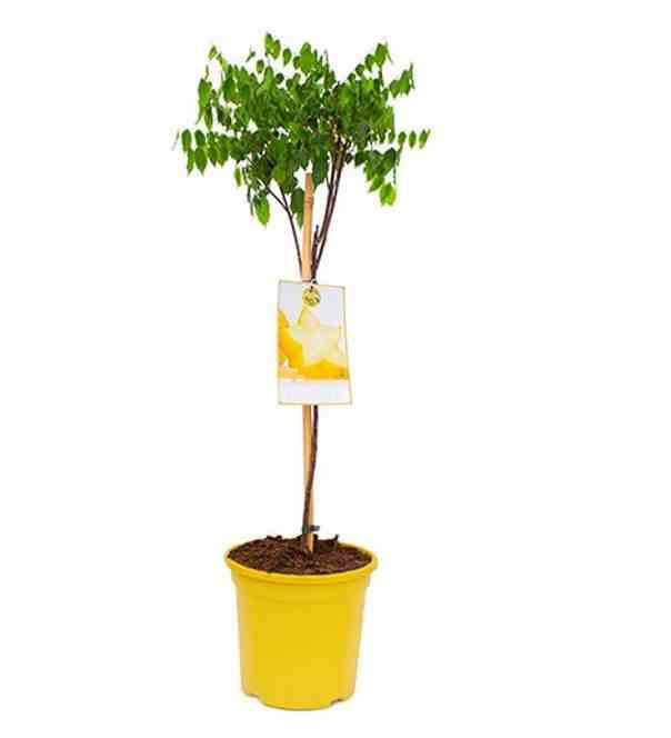 Averrhoa carambola (carambolier, carambole) taille pot de 7 litres ? 60/80 cm