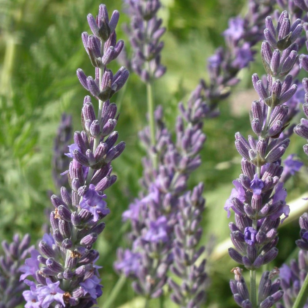 Lavandin grosso/lavandula x intermedia grosso[-]pot de 3l - 20/40 cm
