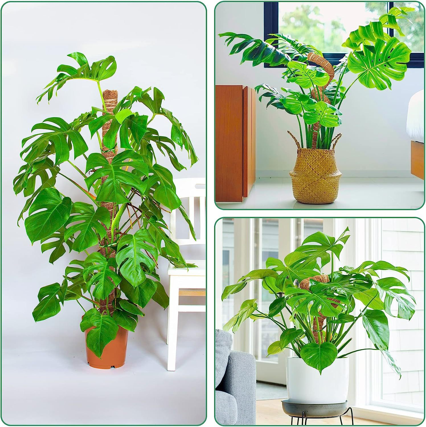 (4er Set) 60cm Kokosnuss Pflanzen Stab Blumen Rankhilfe Moosstab Garten Pflanzenstütze Rankstab - Braun
