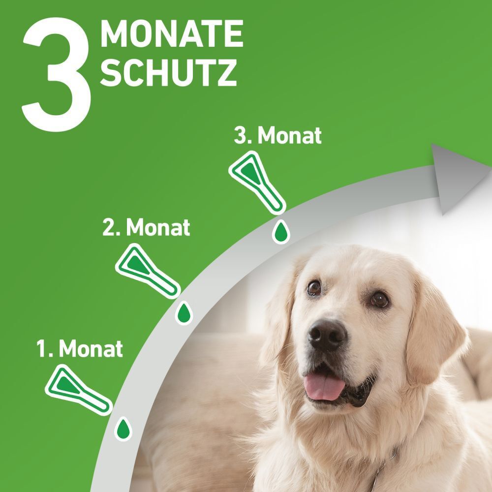 FRONTLINE COMBO® Spot on gegen Flöhe und Zecken Hund M 10-20kg